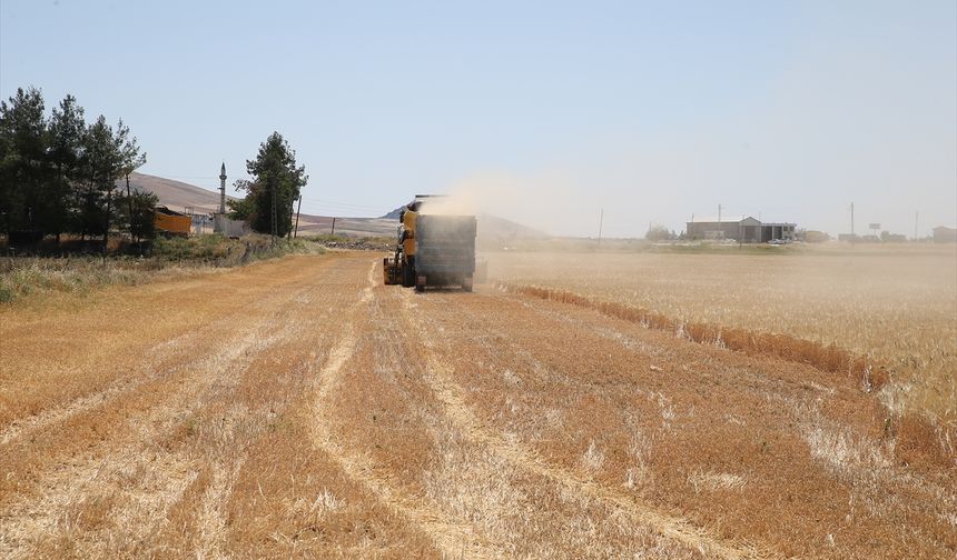 Adıyaman'da sezonun ilk arpa hasadı yapıldı