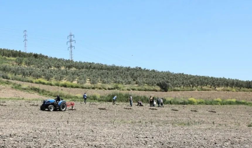 Bursa Nilüfer'den Konaklı’ya 800 zeytin fidanı
