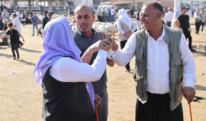 Hayvancılık merkezlerinden Şanlıurfa'da Kurban Bayramı öncesi hareketlilik yaşanıyor