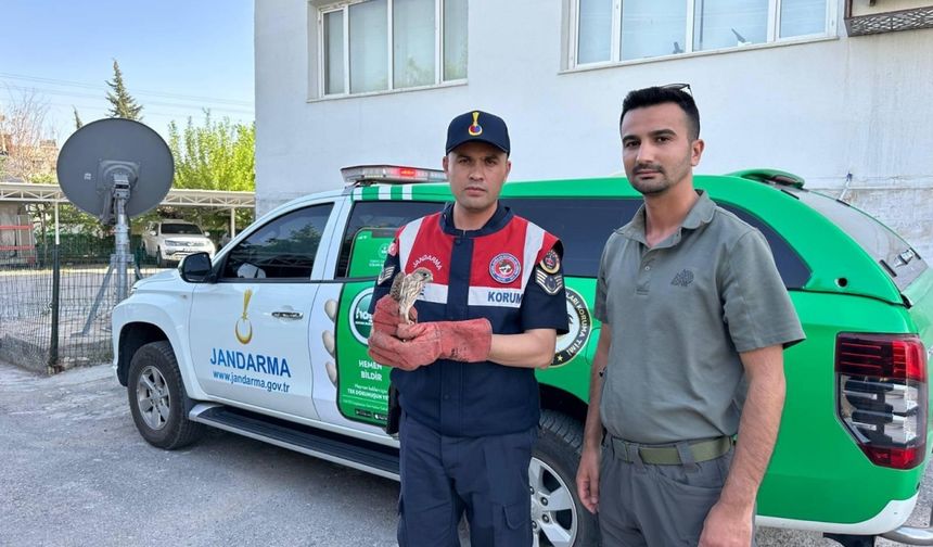 Kilis'te yaralı bulunan kerkenez kuşu koruma altına alındı