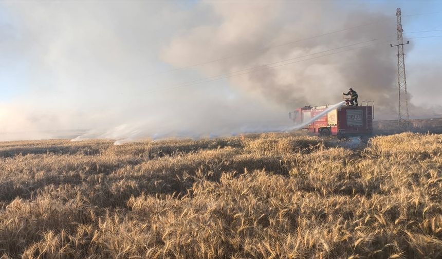 Mardin'deki Yangınlarda 155 Dönüm Buğday Kül Oldu