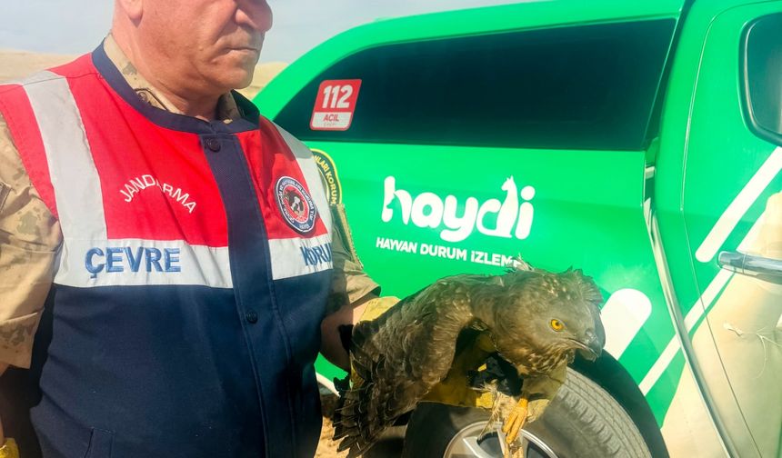 Şanlıurfa'da yaralı bulunan kızıl şahin tedavi altına alındı