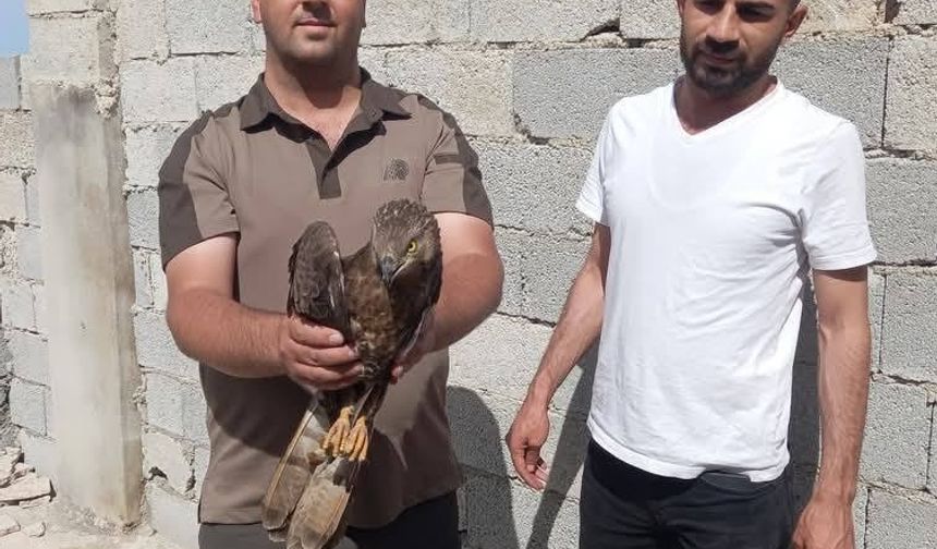 Şanlıurfa'da yaralı halde buluna kızıl şahin tedavi altına alındı