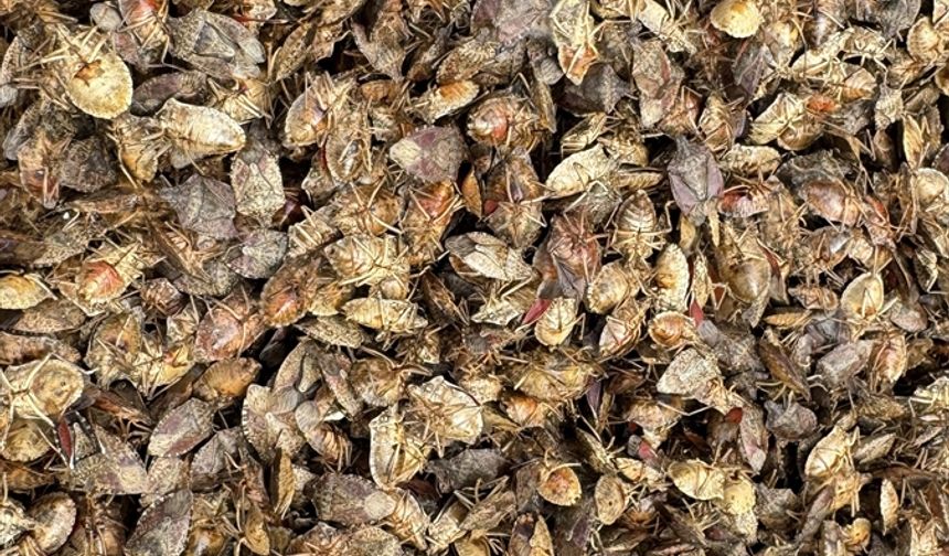 Artvin'de kahverengi kokarcayla mücadele edecek samuray arıları doğaya salındı