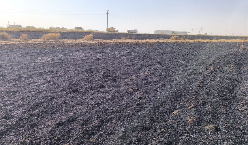 Mardin'de bir serada ve buğday tarlasında çıkan yangın söndürüldü