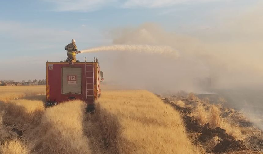 Mardin'de çıkan yangında 350 dönüm buğday ekili alan zarar gördü