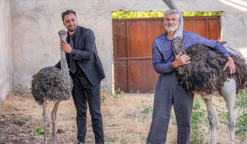 Diyarbakır'da firari deve kuşu 'Hüdhüd'e eş bulundu