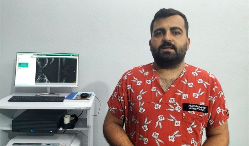 Antalya'da siyam ikizi yavru caretta caretta görüntülendi