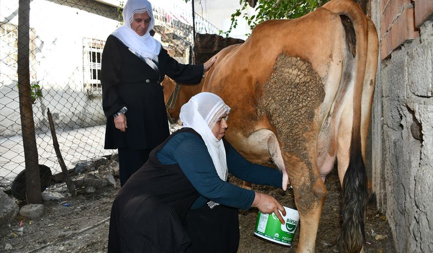 Batman'da İneği Ölen Kadına Komşu Desteği