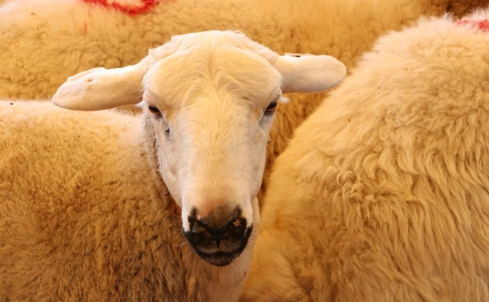 Cansuyu 2026 Kurban Fiyatlarını Açıkladı