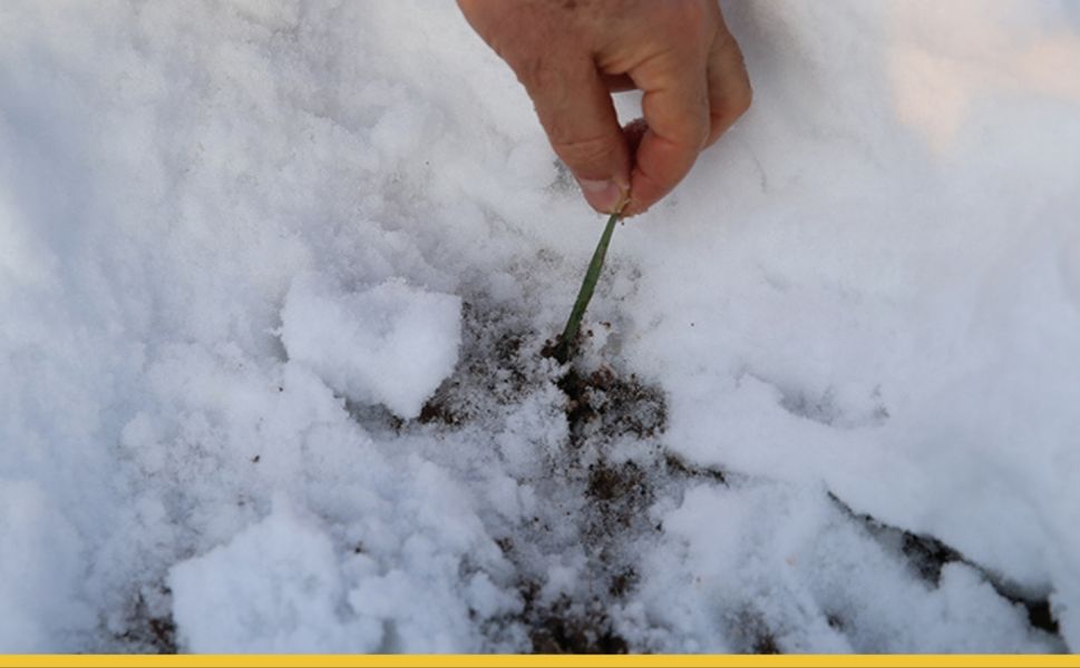 Güneydoğu’da Beyaz Bereket: Toprağın Mayası 'Kar' Çiftçinin Yüzünü Güldürdü