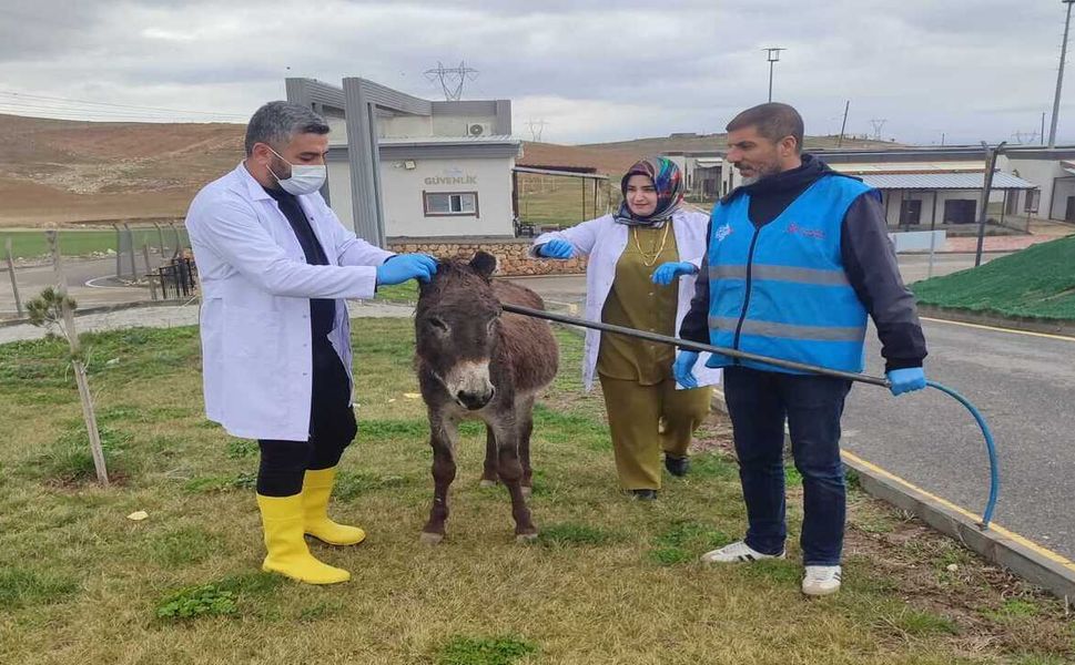 Batman’da Sokakların Ürkek Misafiri Sahipsiz Eşek Belediye Şefkatiyle Tanıştı