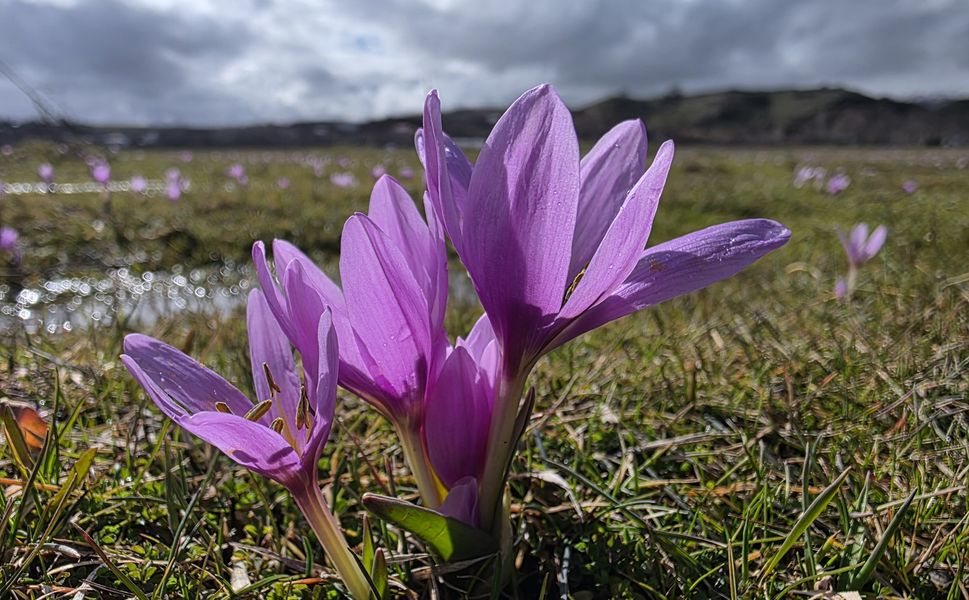 Bingöl’de Mor Şölen: Baharın Müjdecisi Çiğdemler Açtı