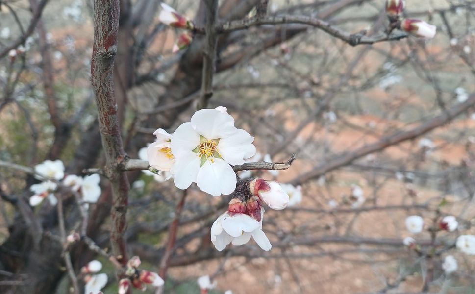 Batman’da Badem Ağaçları Beyaza Büründü