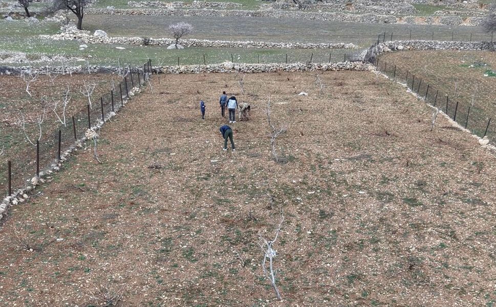 Batman'da Tescilli Mezrone Üzümü İçin Budama Vakti