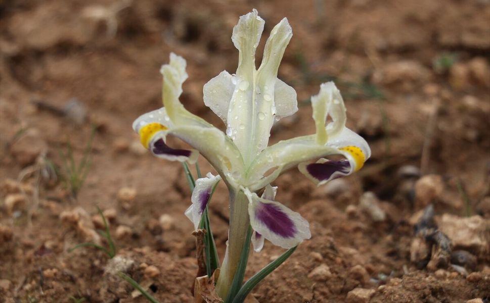 Nevruz Çiçekleri Batman Dağlarını Renklendirdi