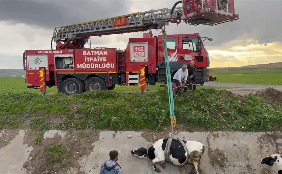 Batman'da Kanaldaki İnekler Merdivenle Tahliye Edildi