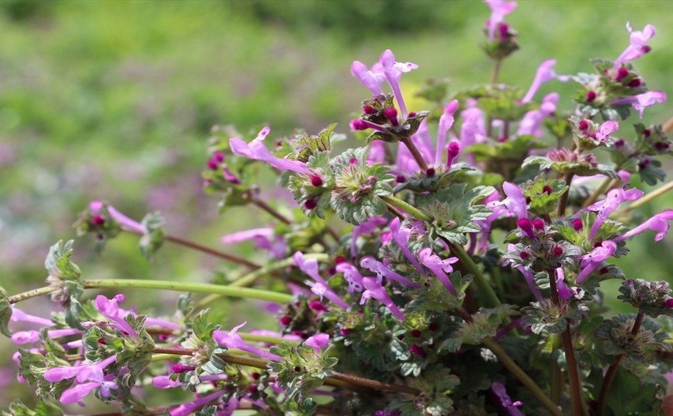 Batman'da Kır Çiçekleri Ovaları Süsledi