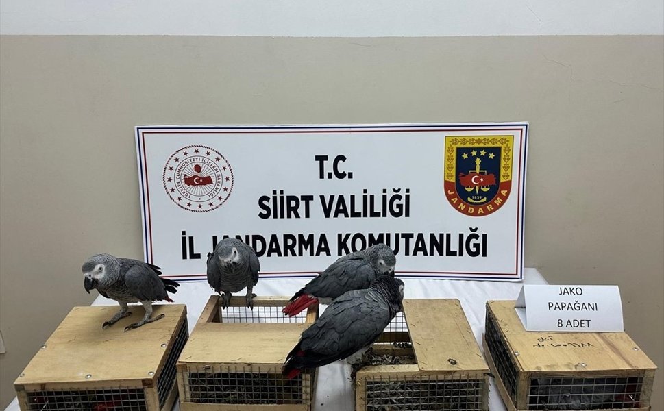 Siirt'te 8 Jako Papağanı Kurtarıldı