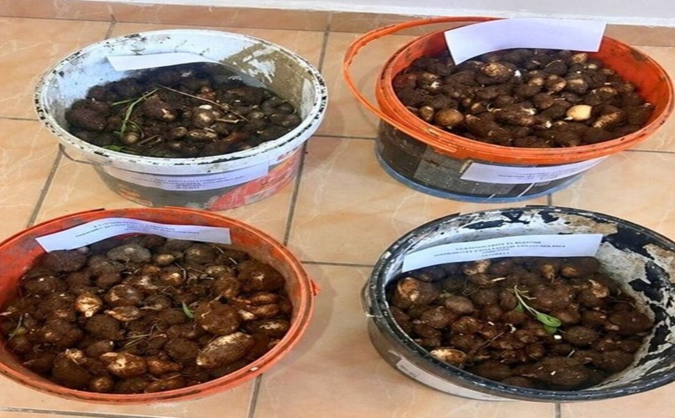 Batman'da Kaçak Salep Operasyonu: 38 Kilogram Yumru Bulundu