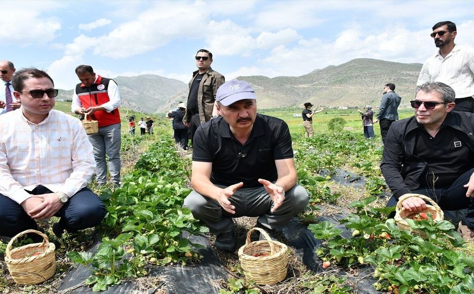 Tescilli Sason Çileği Görücüye Çıktı