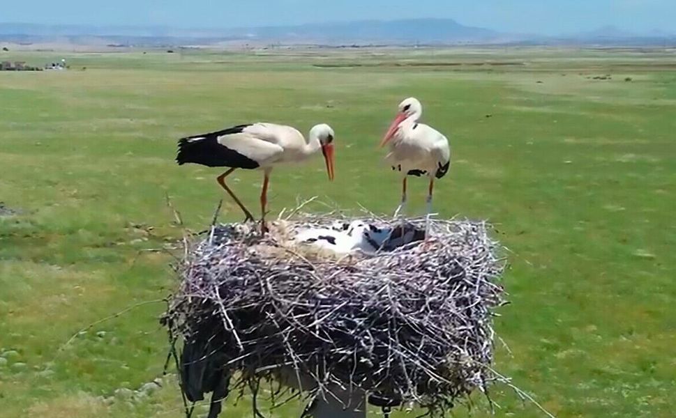 Dicle Elektrik'ten Göçmen Kuşlara Güvenli Yuva Desteği