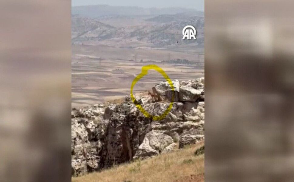 Gercüş'te İki Ceylan Kameraya Yansıdı
