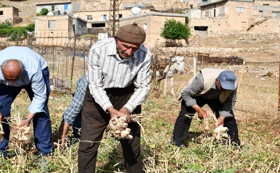 Hasankeyf’in Tescilli Mehina Sarımsağında Hasat Sürüyor