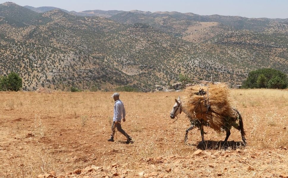Hasankeyf'te Buğdaylar Katırlarla Harmana Taşınıyor