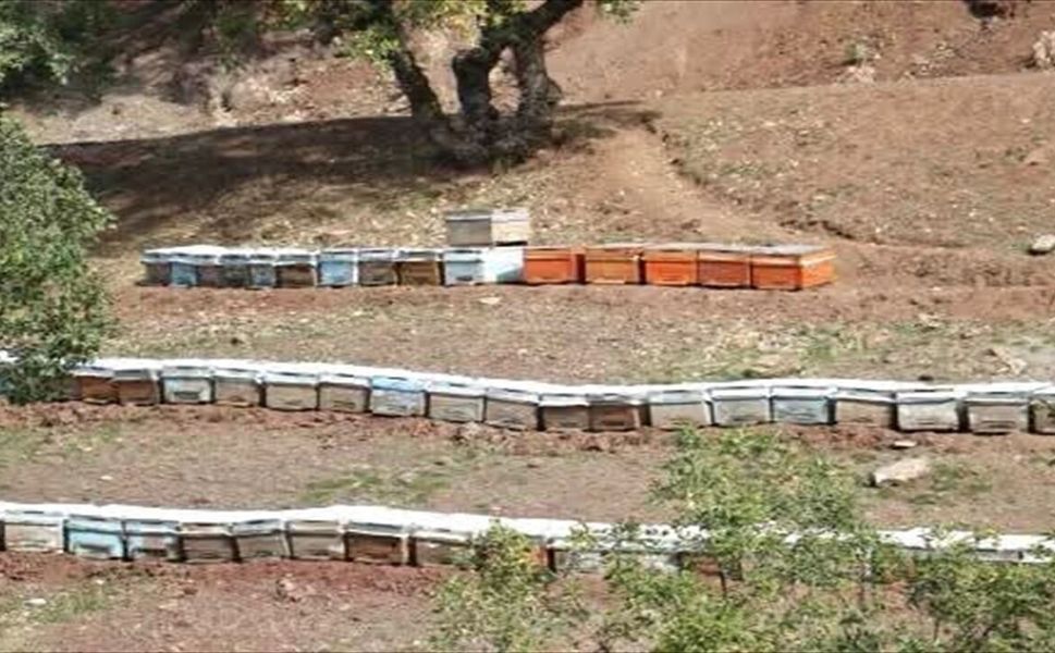 Coğrafi İşaretli Sason Balında Hasat Öncesi Denetimler Sürüyor
