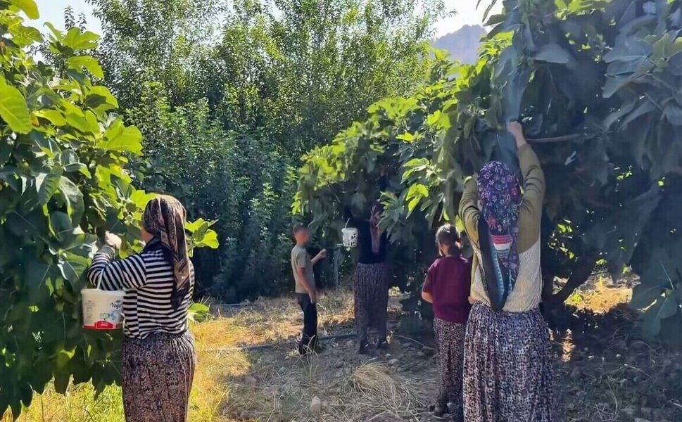 Hasankeyf’te Benati İnciri Hasadı Başladı